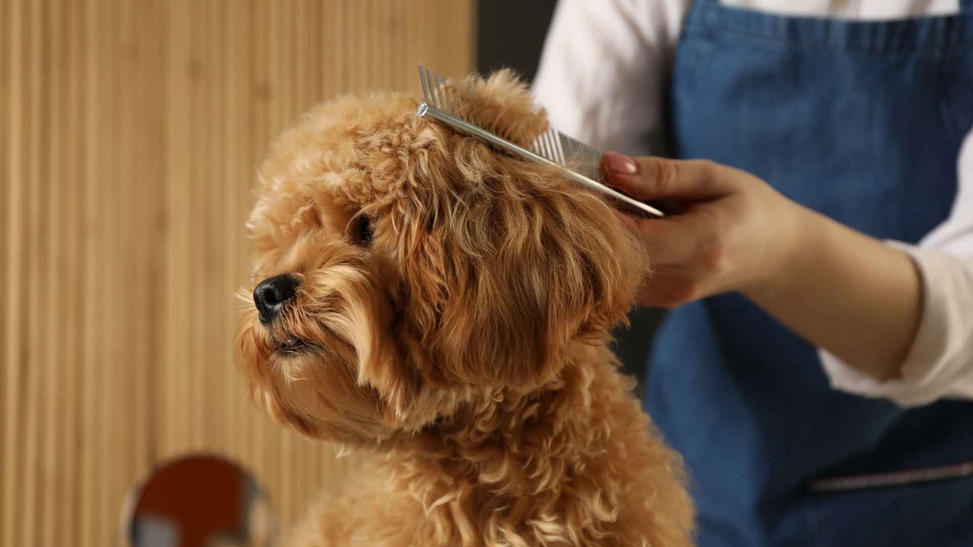 Cepillo perro pelo rizado